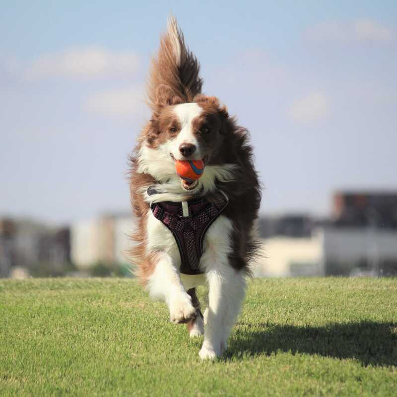 A good boy named Tray plays fetch at a grand opening celebration for McAlister Dog Park on Friday, August 19, 2022, in Lubbock.